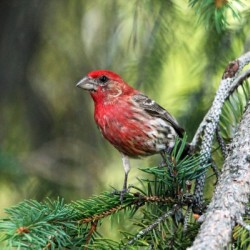 House Finch In Summer Color